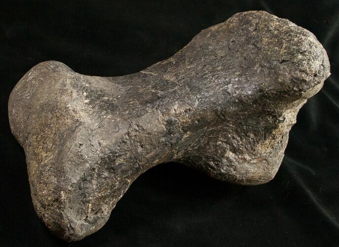 Hefty Sauropod (Diplodocus) Metatarsal - Dana Quarry #10127